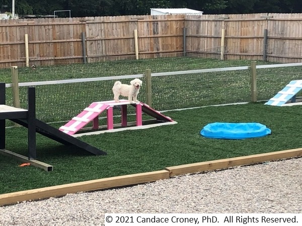 Here is an example of a fenced outdoor play area with both grass and gravel surfaces.  There are three raised play platforms with ramps on two sides and a kiddy pool.  Centered in the frame is small white curly dog standing on the center raised platform looking at the camera.